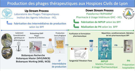 Phagoth&eacute;rapie : les HCL autoris&eacute;s &agrave; produire des phages th&eacute;rapeutiques pour lutter contre l&rsquo;antibior&eacute;sistance | Innovation Agro-activit&eacute;s et Bio-industries | Scoop.it