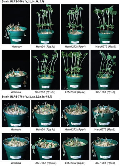 Original Paper in BMC Plant Biol &bull; Belzile & B&eacute;langer Labs 2026 &bull; Targeted capture and cloning of Rps6 reveal redundancy in soybean resistance genes | Originals | Scoop.it