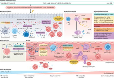 Advances in the treatment of eosinophilic granulomatosis with polyangiitis - Nature Reviews Rheumatology | Benjamin Terrier | Rheumatology-Rhumatologie | Scoop.it