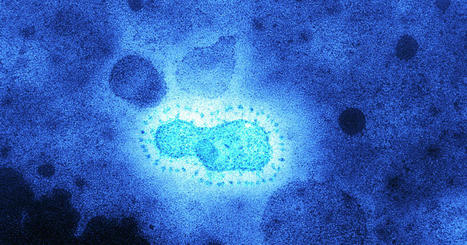 A Coronavirus Epidemic Hit 20,000 Years Ago, New Study Finds - The New York Times | Virus World | Scoop.it