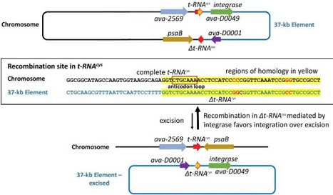 Excision of a 37-kb excision element as a circular plasmid in the cyanobacterium Anabaena variabilis | brvm | RMH | Scoop.it