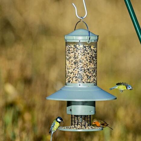 How Do I Clean My Birds Feeder 4petneeds Bu