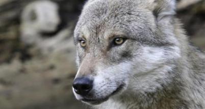 Le loup fait reculer la biodiversit&eacute; dans les zones d&rsquo;&eacute;levage | Biodiversit&eacute; | Scoop.it