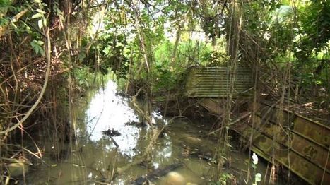 Une étrange pollution au carburant dans la mangrove de Génipa à Ducos / 06.03.2018 | Pollution accidentelle des eaux (+ déchets plastiques) | Scoop.it