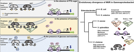 CRP-dependent DNA anchoring and membrane sequestration define a dual mechanism for MtlR-mediated regulation | nar | RMH | Scoop.it