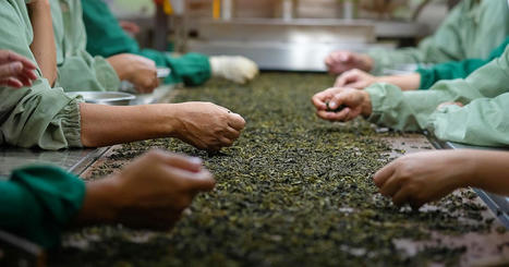 Tea Transparency Tracker | Responsible Sourcing | Scoop.it