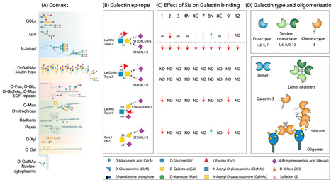 Membrane glycoproteins get another go: the GlycoSwitch | Tin | RMH | Scoop.it