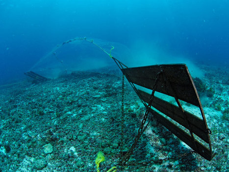 A Single Discarded Fishing Net Can Keep Killing for Centuries