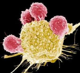 How to supercharge cancer-fighting cells: give them stem-cell skills - Nature | Genetic Engineering Publications - GEG Tech top picks | Scoop.it