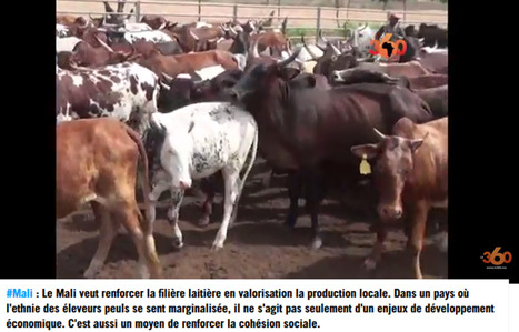 Vidéo. Mali : le paradoxe d'un grand pays éleveur qui importe son lait | Lait de Normandie... et d'ailleurs | Scoop.it