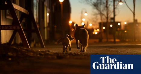 Urban foxes, bees and wildfire: Siena photo award-winners 2022 – in pictures | Art and design | The Guardian | Everything Photographic | Scoop.it