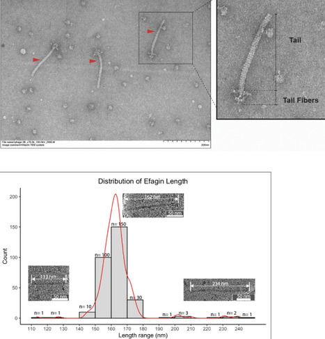 Efagins evolved independently to target the enterococcal cell wall | brvm | RMH | Scoop.it