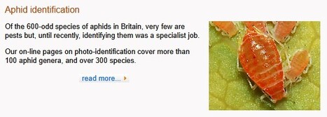 Aphid identification: World genera | Insect Archive | Scoop.it