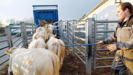 Viande bovine : la spirale infernale | Actualité Bétail | Scoop.it