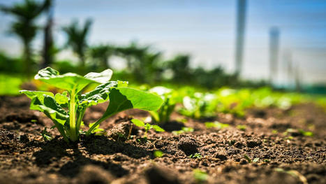 ‘Dirty Dozen’ and 'Clean Fifteen' Lists for 2022: Conventional Produce With the Most and Least Pesticides - EcoWatch.com | Operation Deimos | Scoop.it