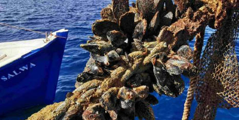 MAROC : Récolte des algues marines : sur fond de baisse des quotas, comment se porte la filière à El Jadida ? | CIHEAM Press Review | Scoop.it