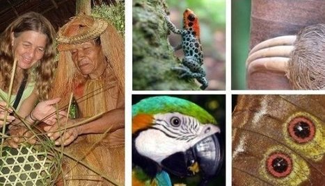 Whatever Happened to Saving the Rainforest?   Re-interpreting the Amazon for a New Generation | Rainforest CLASSROOM | Scoop.it