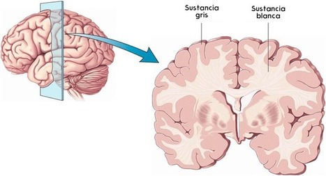 Resultado de imagen de sustancia gris y blanca