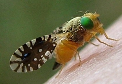 Euaresta bella [en anglais] | Insect Archive | Scoop.it