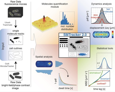 Single molecule/particle tracking analysis prog...