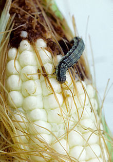 Quand les chauves-souris protègent le maïs | EntomoNews | Scoop.it