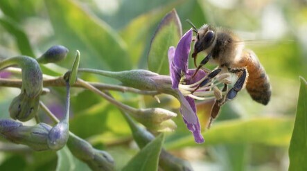 Biodiversité. N’en déplaise aux conservateurs frileux, l’Europe vole au secours de la nature | Variétés entomologiques | Scoop.it