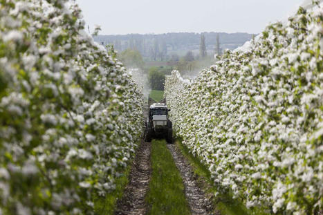 Pesticides dangereux pour les abeilles : les inspecteurs de l’environnement priés de ne pas contrôler les arboriculteurs | Les Colocs du jardin | Scoop.it