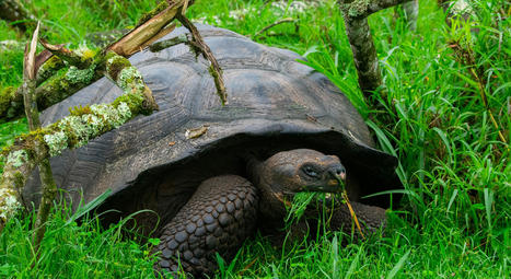 Antibiotic resistance in Galapagos Giant Tortoises | Galapagos | Scoop.it