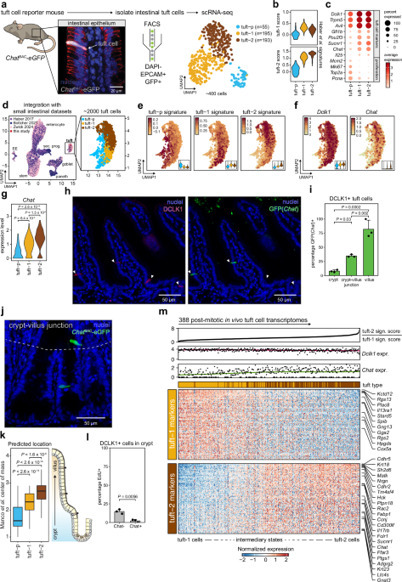 Intestinal tuft cell subtypes represent successive stages of maturation driven by crypt-villus signaling gradients - Nature Communications | Stéphane Paul | Mucosal Immunity | Scoop.it