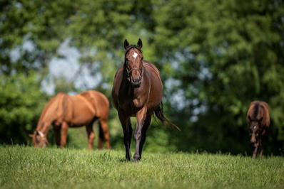 Over $17M&nbsp;Awarded to Kentucky Breeders for '22 Earnings - BloodHorse | Racing Business | Scoop.it