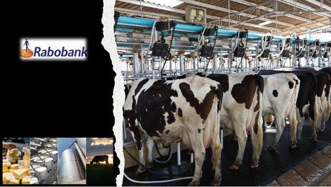 Rabobank : Des « améliorations » des prix du lait à venir, mais peut-être pas avant fin 2023 | Lait de Normandie... et d'ailleurs | Scoop.it