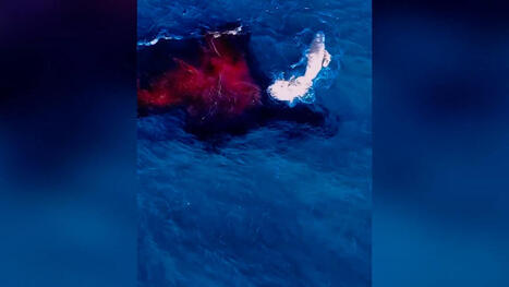 Une naissance de baleine &agrave; bosse film&eacute;e par un drone en Australie | Revue de presse C&eacute;tac&eacute;s | Scoop.it