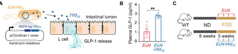 Engineered probiotic restores GLP-1 signaling to ameliorate fiber-deficiency exacerbated colitis | SAdv | RMH | Scoop.it