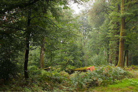 Journée internationale des forêts : l’ONF propose un jeu en ligne ! | Variétés entomologiques | Scoop.it