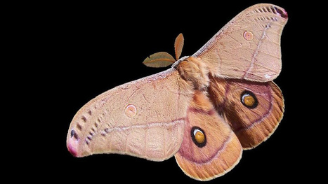 The Bizarre History of Insect Head Transplants | Insect Archive | Scoop.it