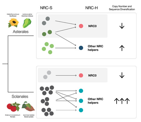 bioRxiv: A hierarchical immune receptor network in lettuce reveals contrasting patterns of evolution in sensor and helper NLRs (2025) | Publications from The Sainsbury Laboratory | Scoop.it