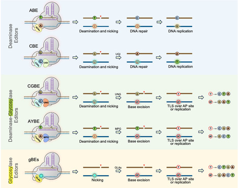 Harnessing TLS polymerases to direct nucleotide outcomes in base editing | Tin | RMH | Scoop.it