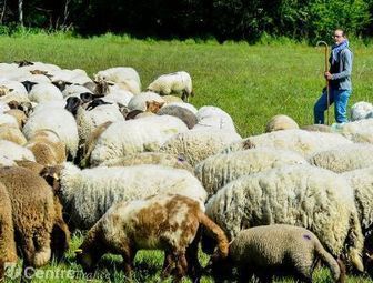 Éco-pâturage - Des brebis tondeuses en transhumance au Bec d'Allier | Actualités de l'élevage | Scoop.it