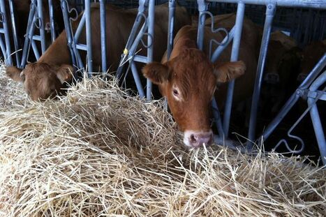 Le service d'identification des bovins et ovins victime d'une cyberattaque : le travail des éleveurs limousins perturbé | Actualité Bétail | Scoop.it