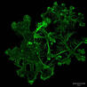 Immunology