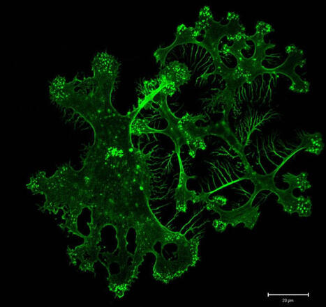 #immunology #cellbiology #microscopy | Nicolas Hubacz, M.S. | 11 comments | Immunology | Scoop.it