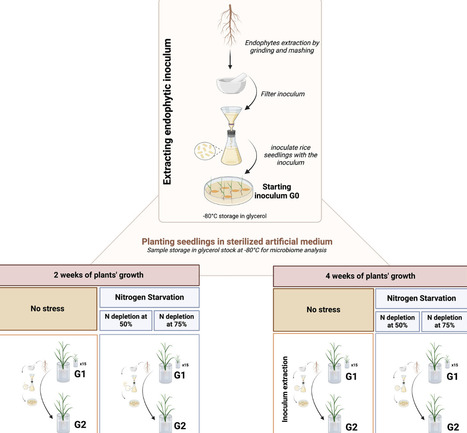 An in Planta Enrichment Route to Identify Bacterial Root Endophytes | emb | RMH | Scoop.it