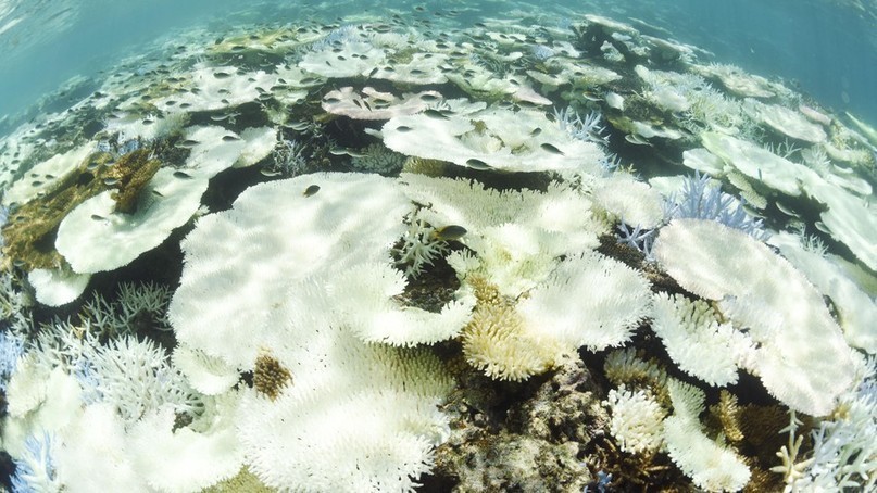 Most of the coral in Japan's largest coral reef...