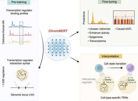 ChromBERT: A foundation model for learning interpretable representations for context-specific transcriptional regulatory networks | cgen | RMH | Scoop.it