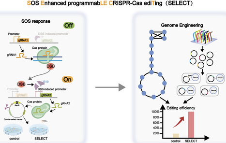 SELECT: high-precision genome editing strategy via integration of CRISPR–Cas and DNA damage response for cross-species applications | nar | RMH | Scoop.it