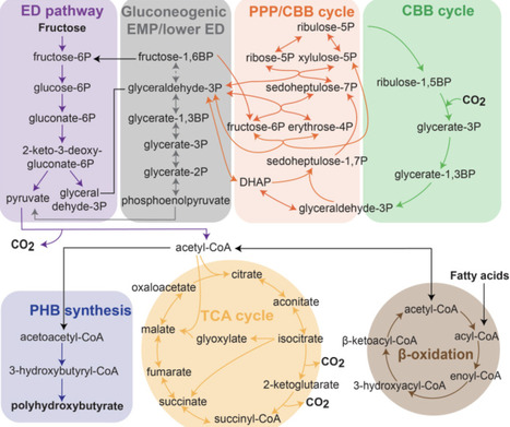 The state of metabolic engineering in the versatile bacterial cell factory Cupriavidus necator H16 | meg | RMH | Scoop.it