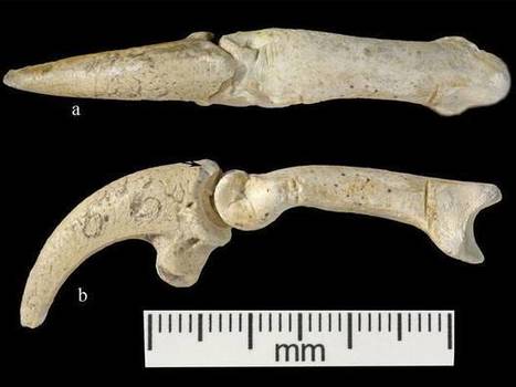Neanderthals made jewellery from eagle talons in Europe 80,000 years before Homo sapiens arrived | Amazing Science | Scoop.it