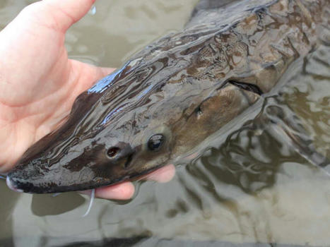 La commercialisation de caviar contrôlée par l’OFB dans l’agglomération Toulousaine | Biodiversité | Scoop.it