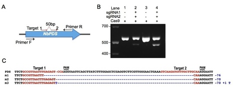 Plant Methods: Plant genome editing made easy: targeted mutagenesis in model and crop plants using the CRISPR/Cas system (2013) | Publications from The Sainsbury Laboratory | Scoop.it
