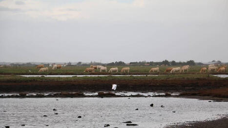 En Vendée, les marais du Bout de sac deviennent une réserve naturelle - Ouest France [Abonnés] | Agriculture en Pays de la Loire | Scoop.it